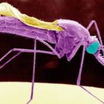 The Anopheles stephensi mosquito is resistant to insecticides, thrives in cities and bites during the day, making bednets no defence © BSIP SA/Alamy